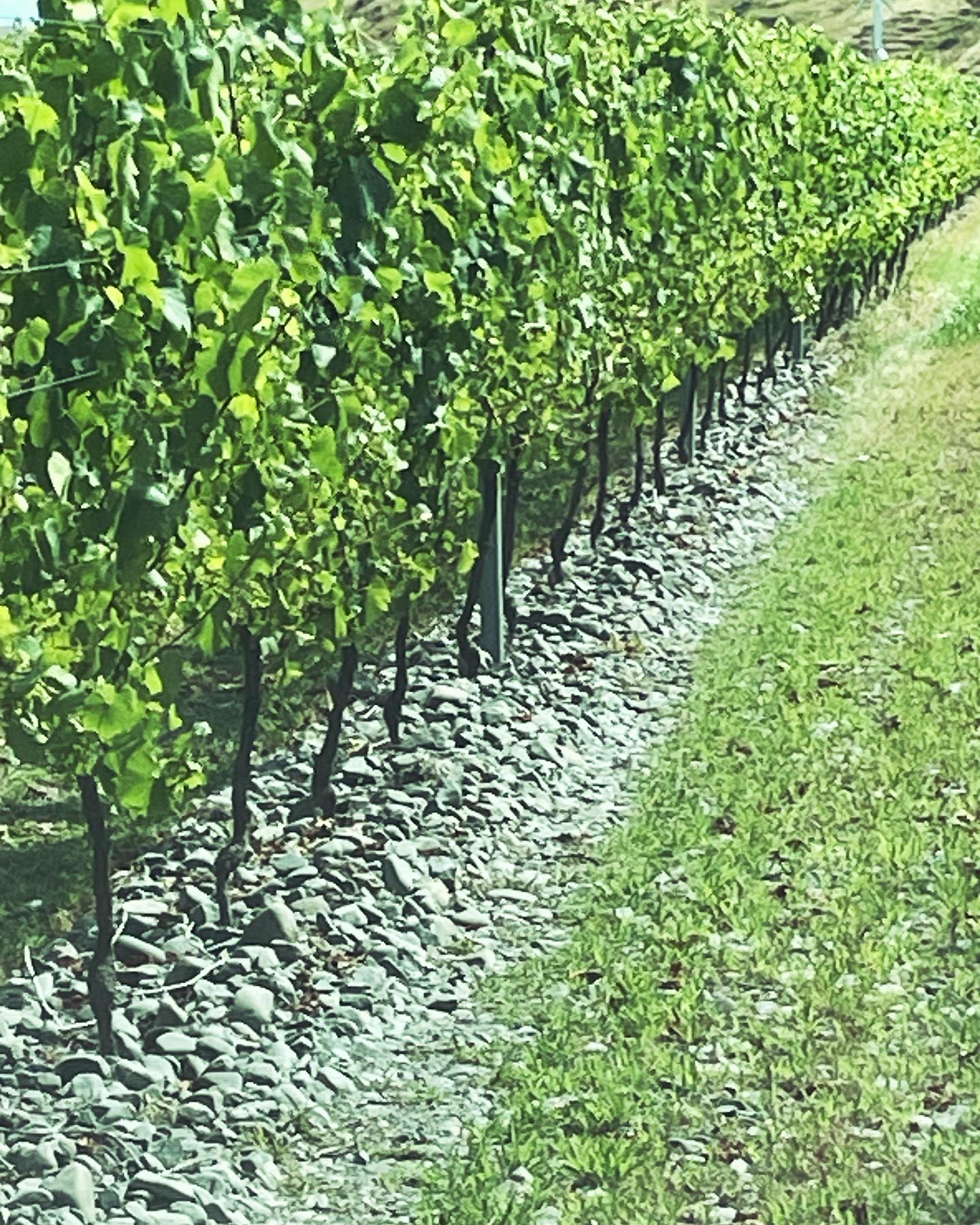 Single Vineyard Wines